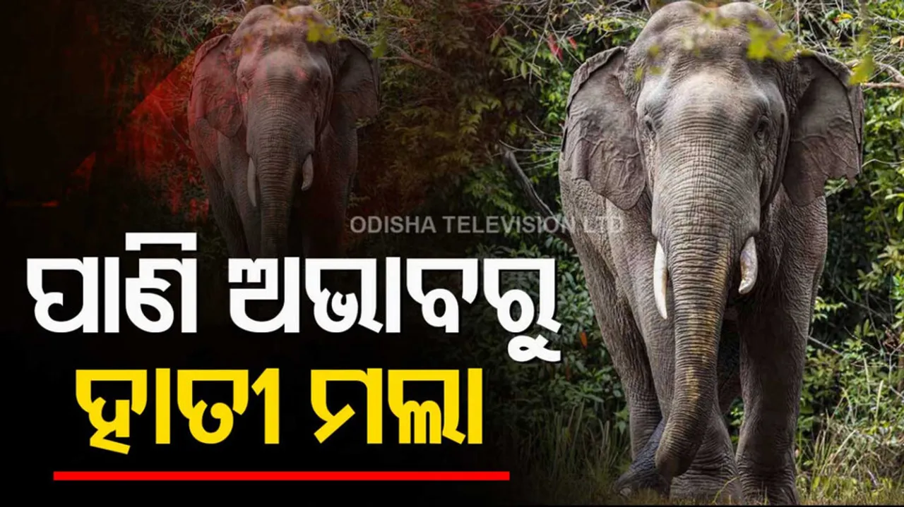 Elephant Dies Due To Excessive Heat And Water Scarcity