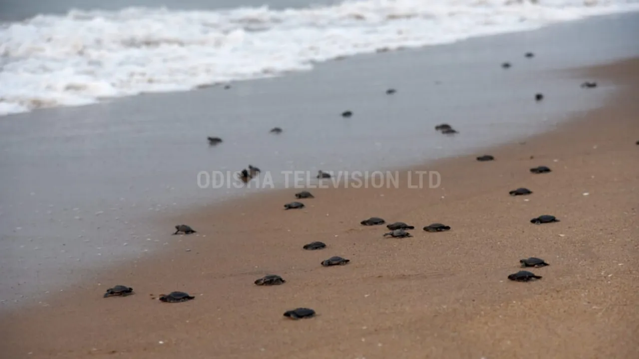 ଅଲିଭ ରିଡଲେ