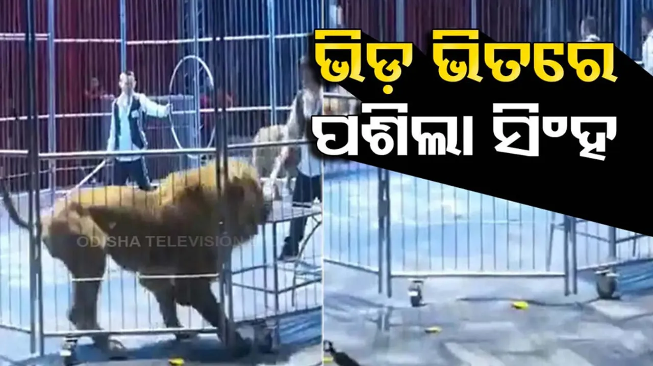  Lions Break Out Of Circus Enclosure In China