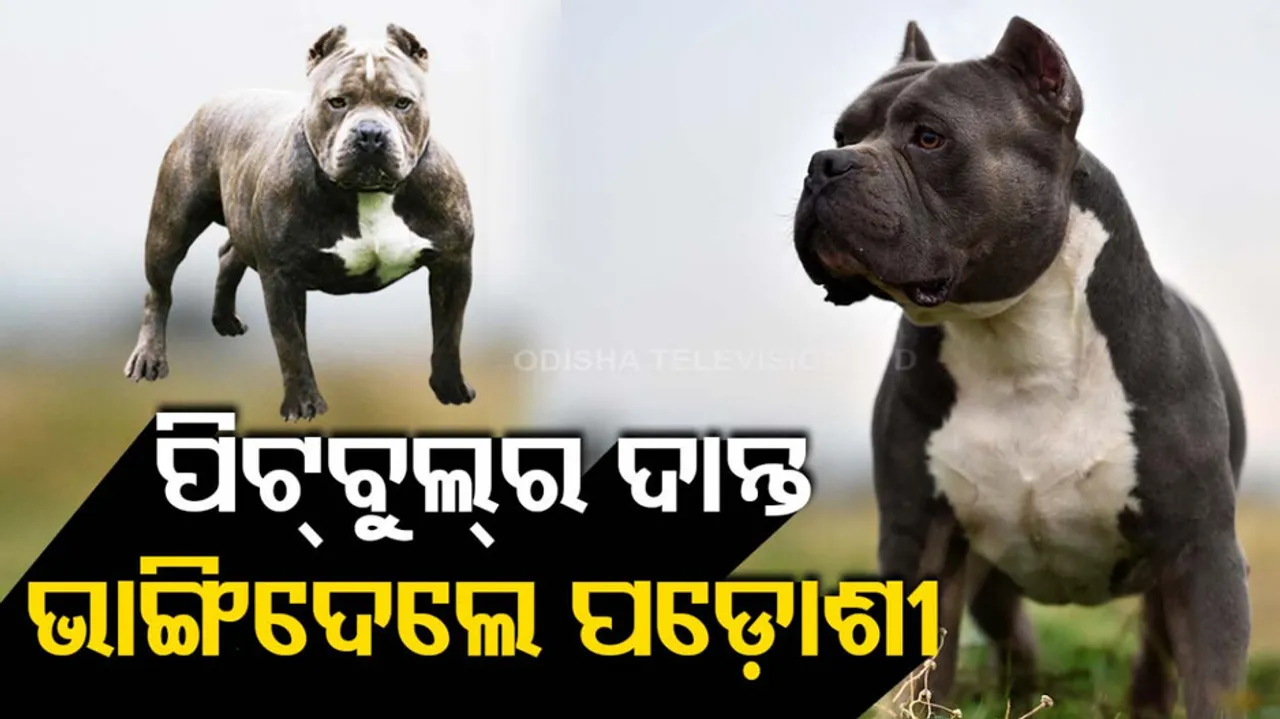 Pitbull Attacked By Neighbours In Ghaziabad