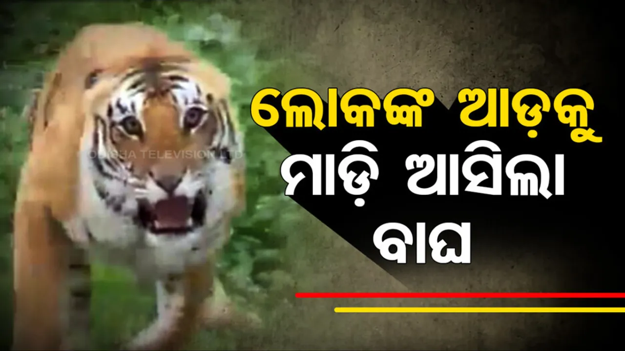 Uttarakhand Tiger Attack News