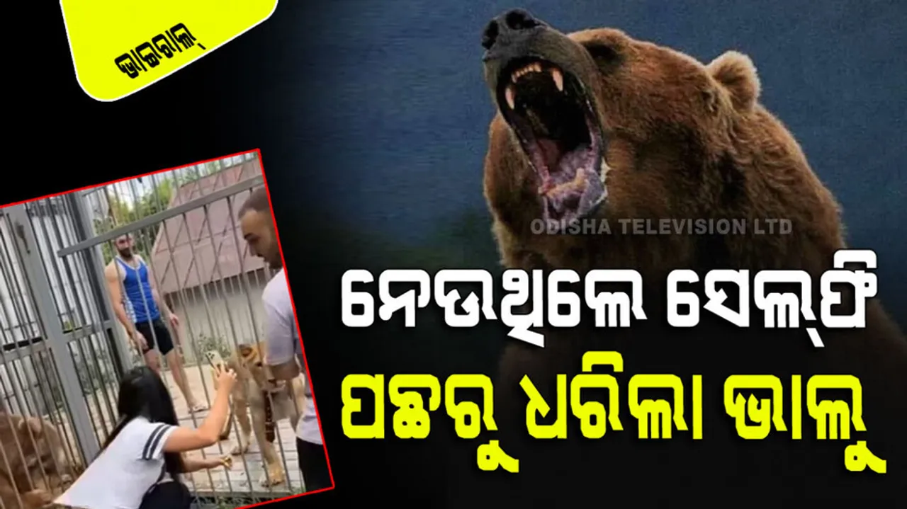 Bear Attack Viral Video