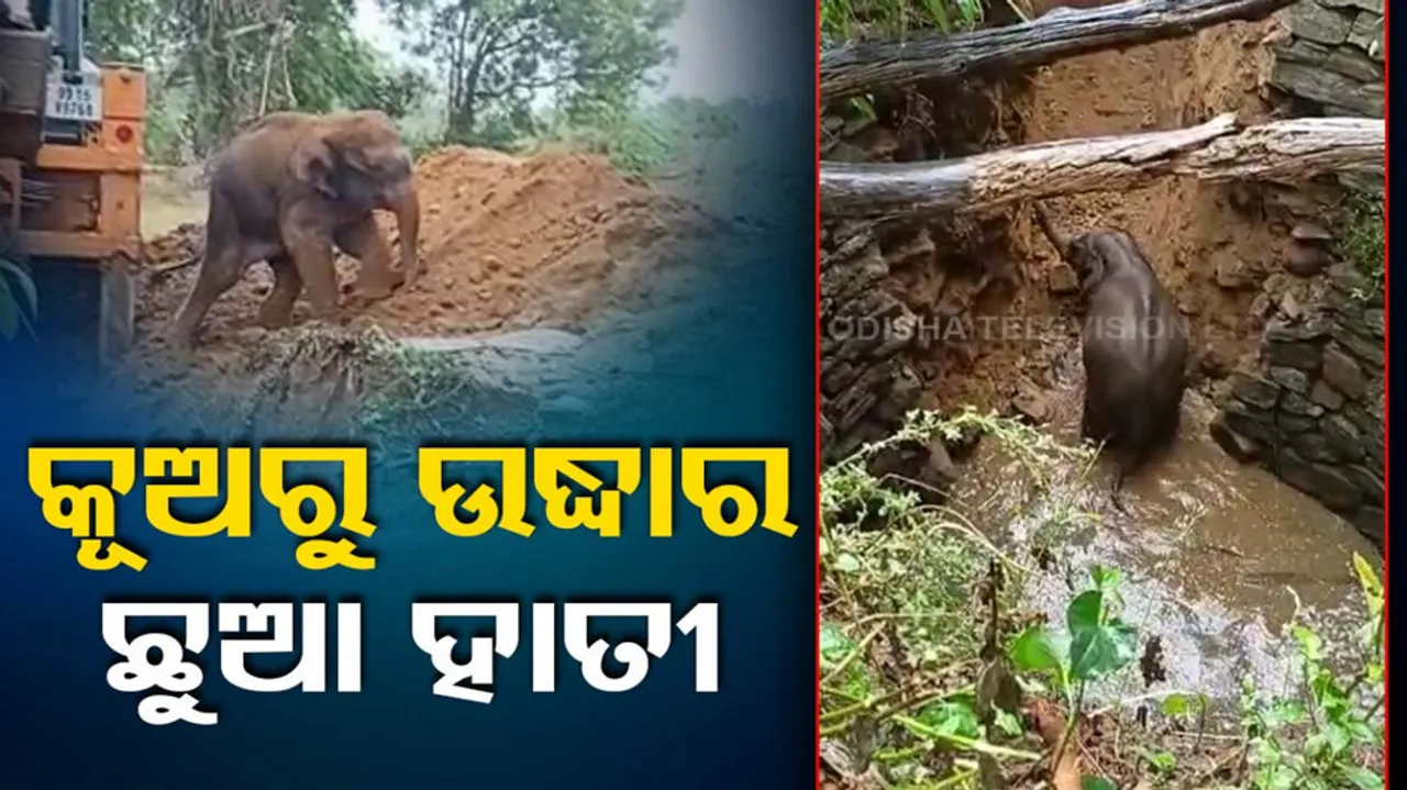 Baby Elephant Rescued From Well