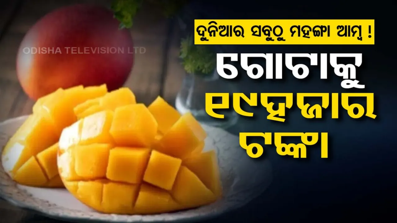 World's Most Expensive Mangoes