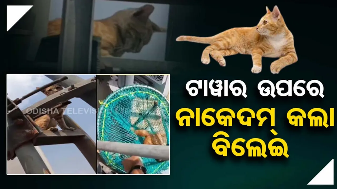 Viral video: Cat Rescued From Mobile Tower