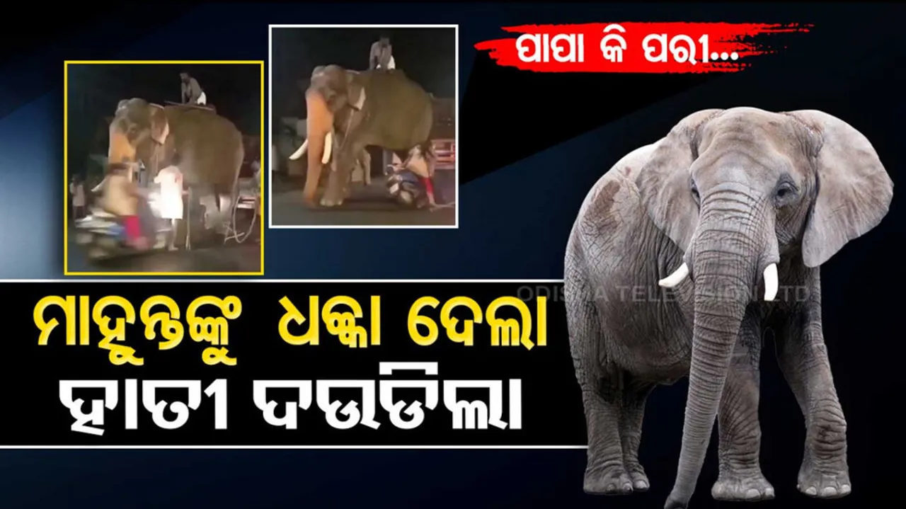 Papa ki pari crashes into mahout