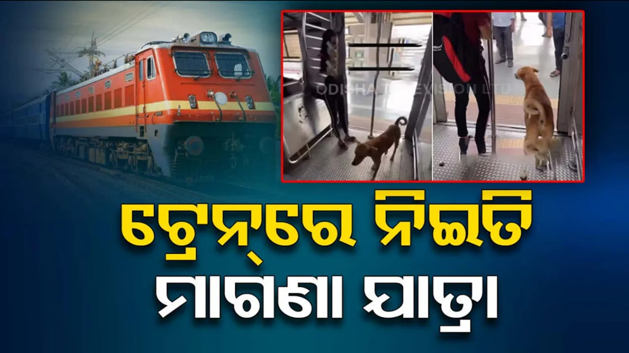 Viral Video: Street Dog Boards Borivali Local In Mumbai