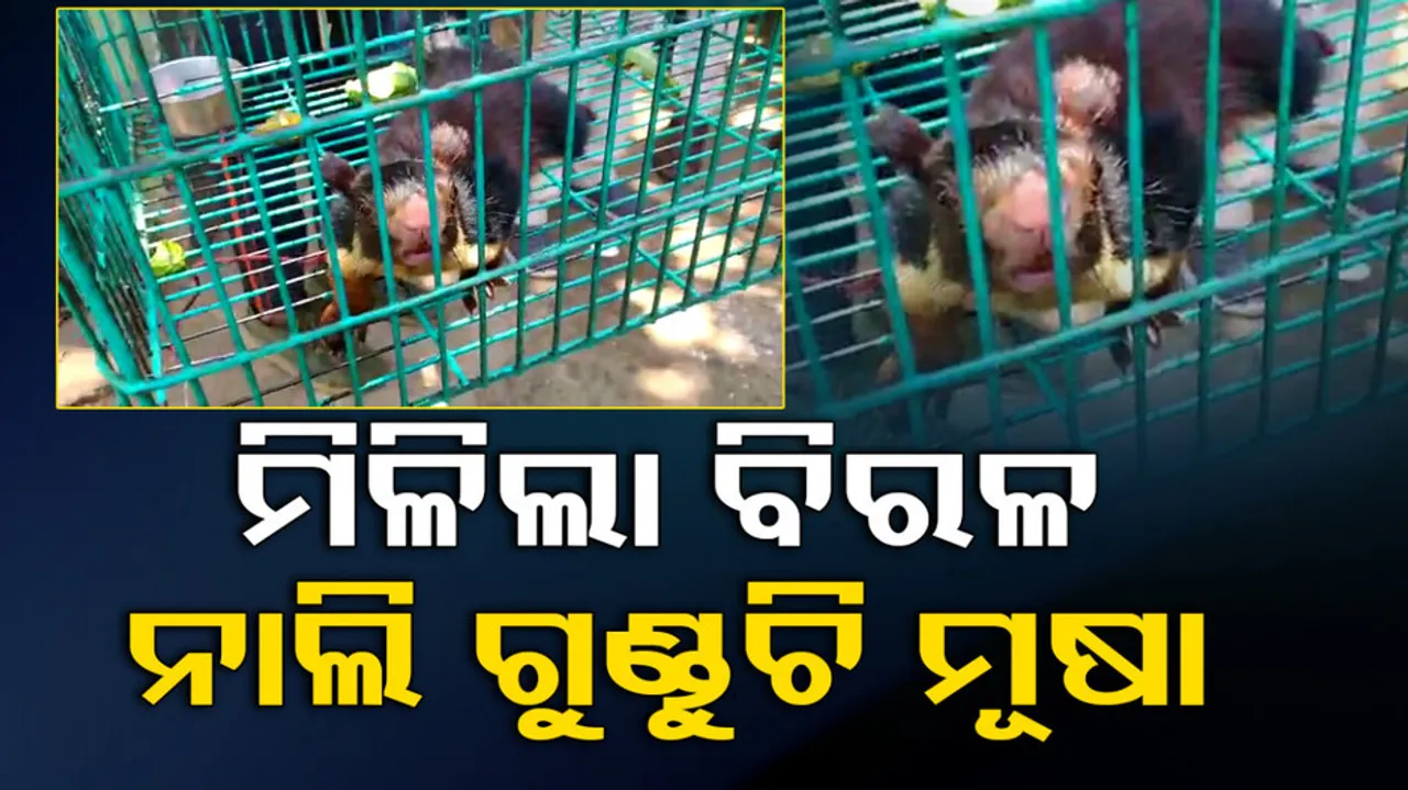  rare species of squirrel