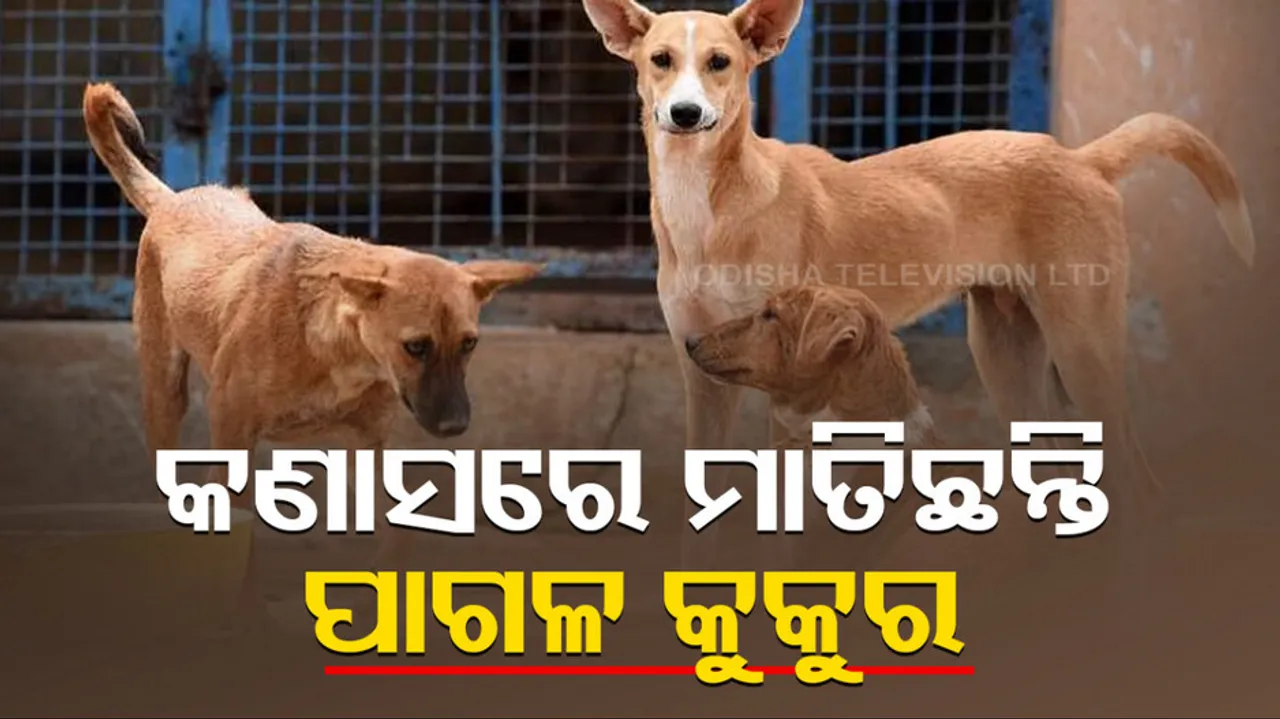 Stray Dog Attack In Odisha
