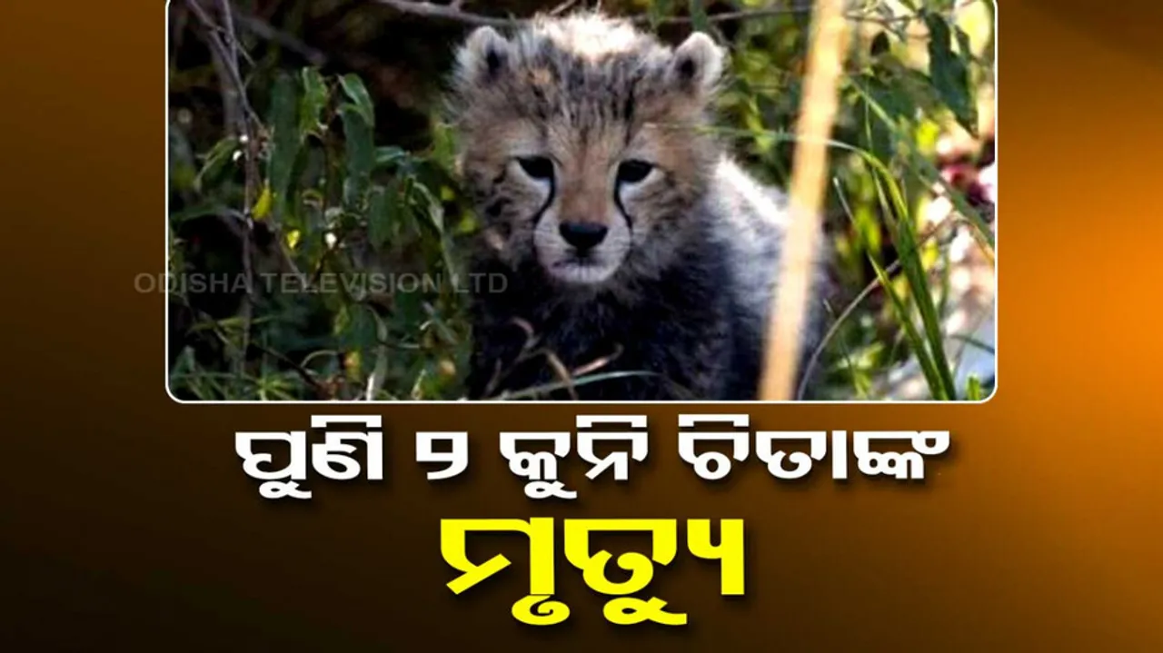 Cheetah Death At Kuno National Park