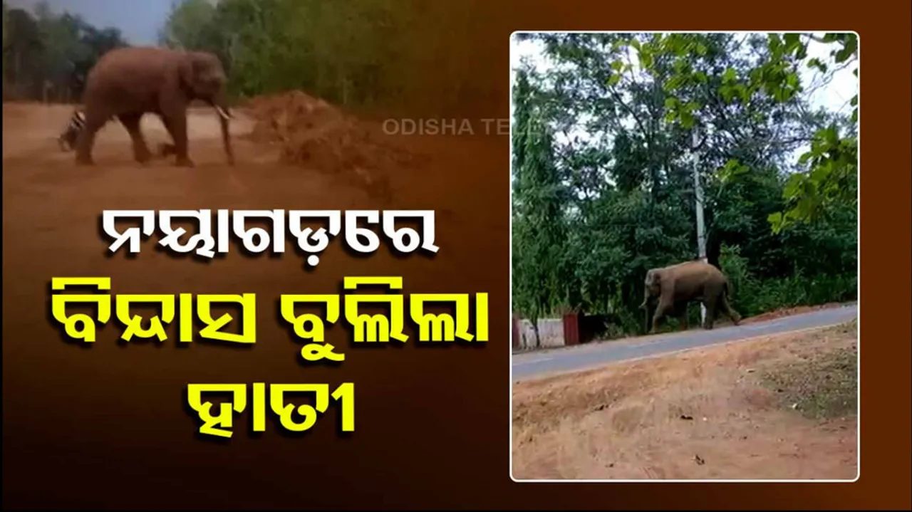 Elephant In Nayagarh Town