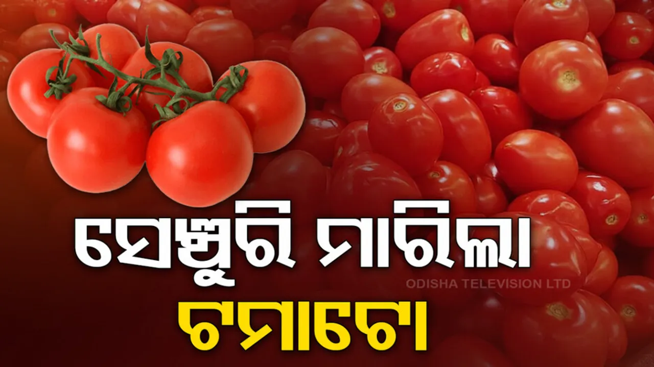 Pricey tomatoes burn holes in consumers’ pockets in Odisha