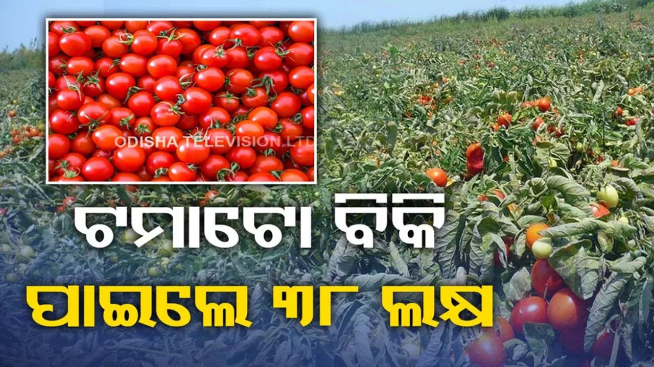 Tomato Farming In Odisha