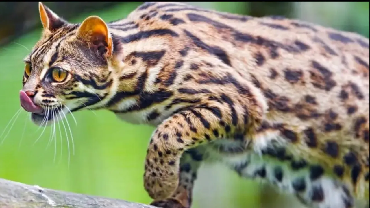 Nandankanan Zoological Park Updates