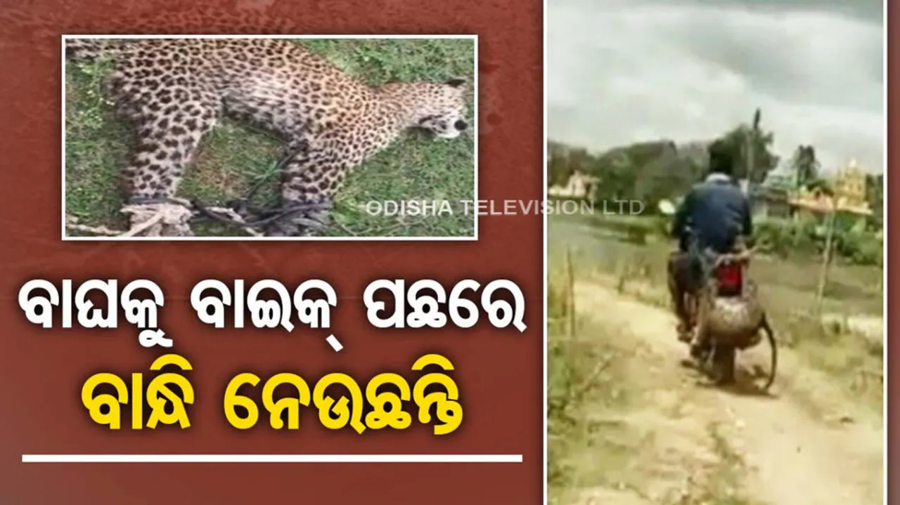 Leopard, Viral Video