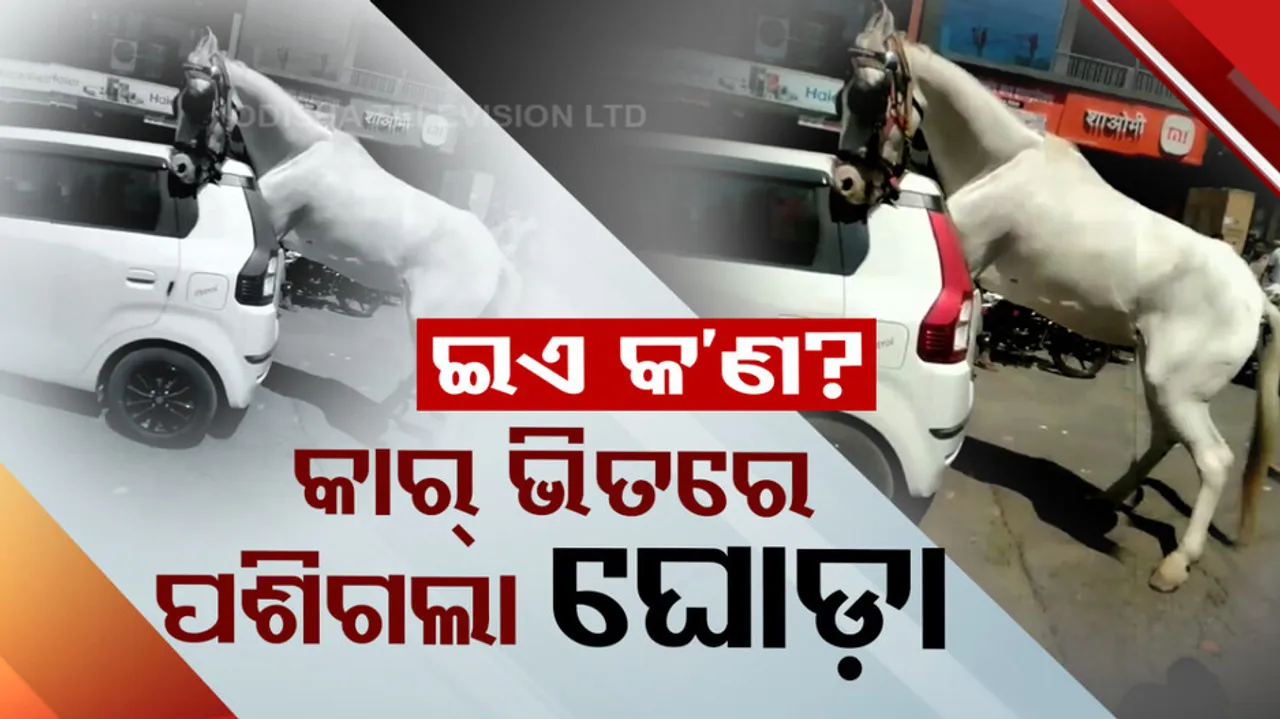 Horse hit by moving car