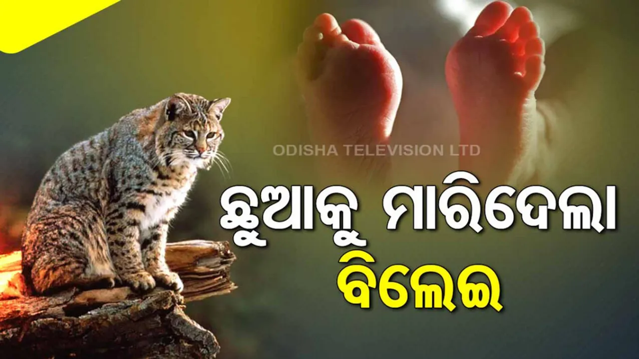 Newborn Baby Dies After Wild Cat Drops Him from Roof