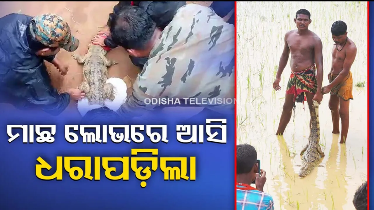 Crocodile Rescued In Nabarangpur