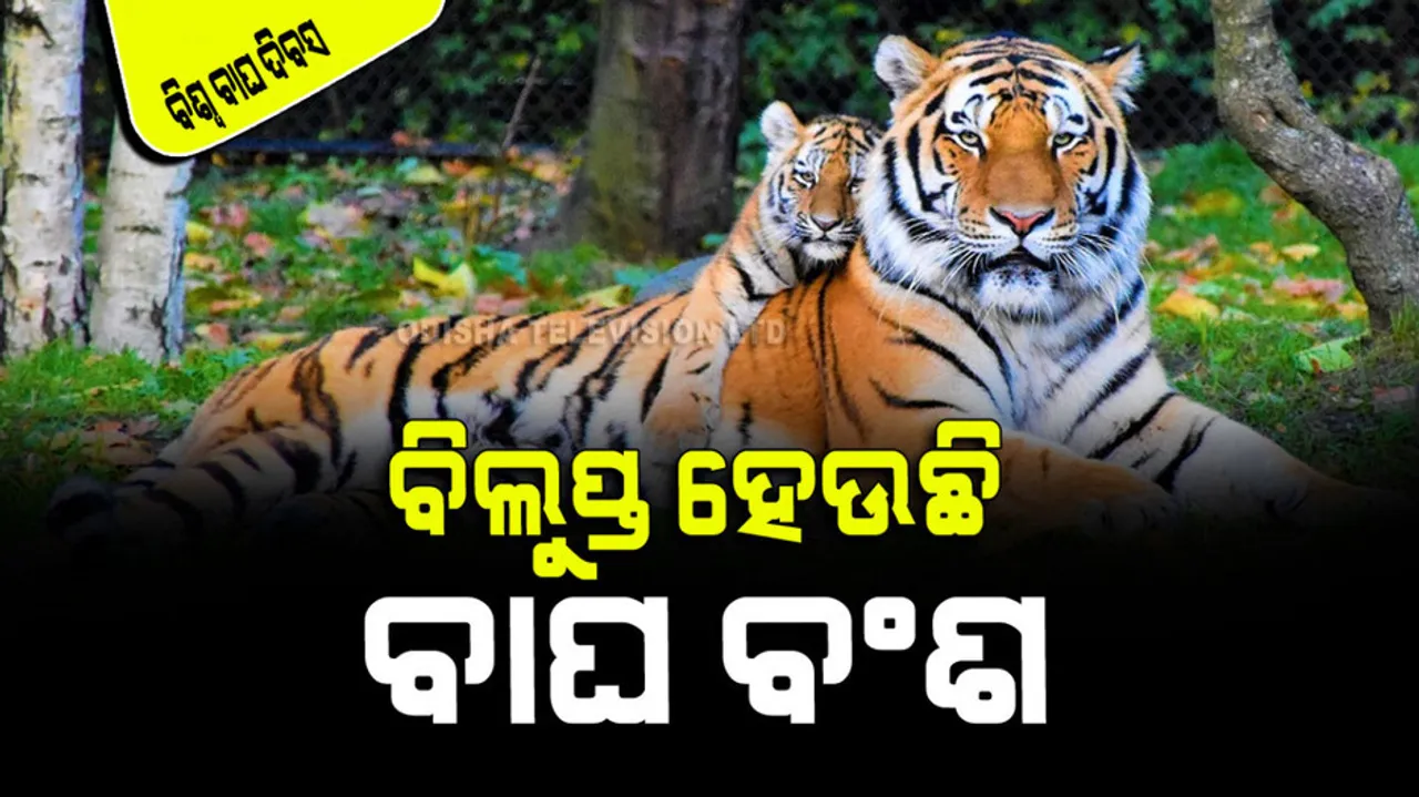 International tiger day 2023