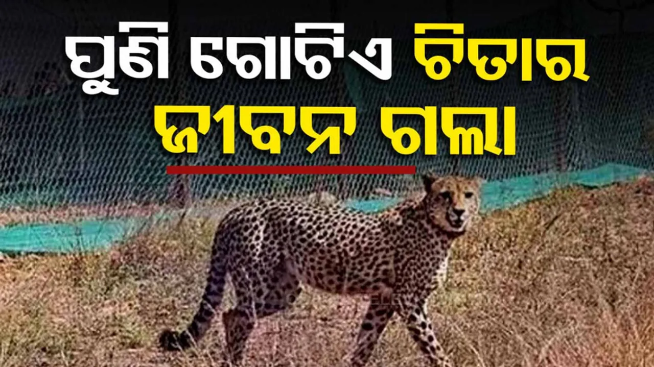 Cheetah Death