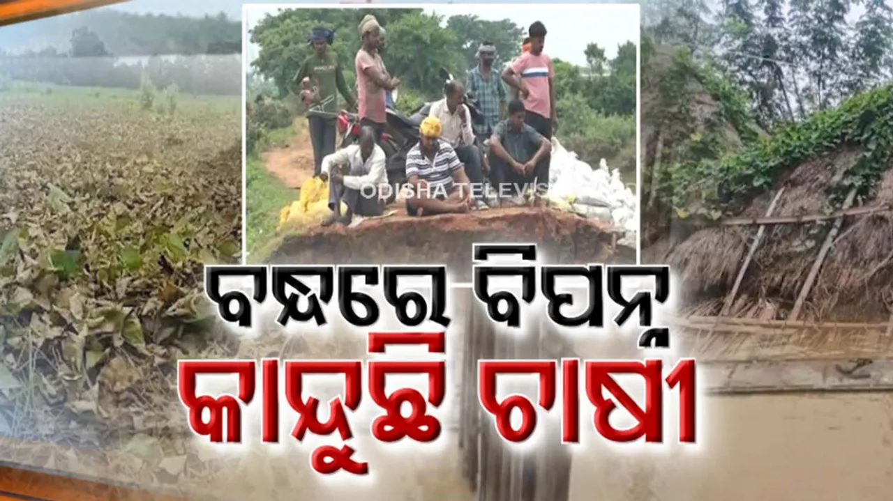 heavy flood damages crops