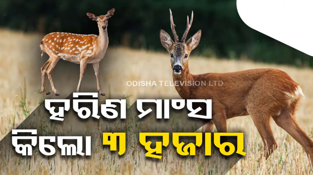 Deer Meat Seized In Hyderabad