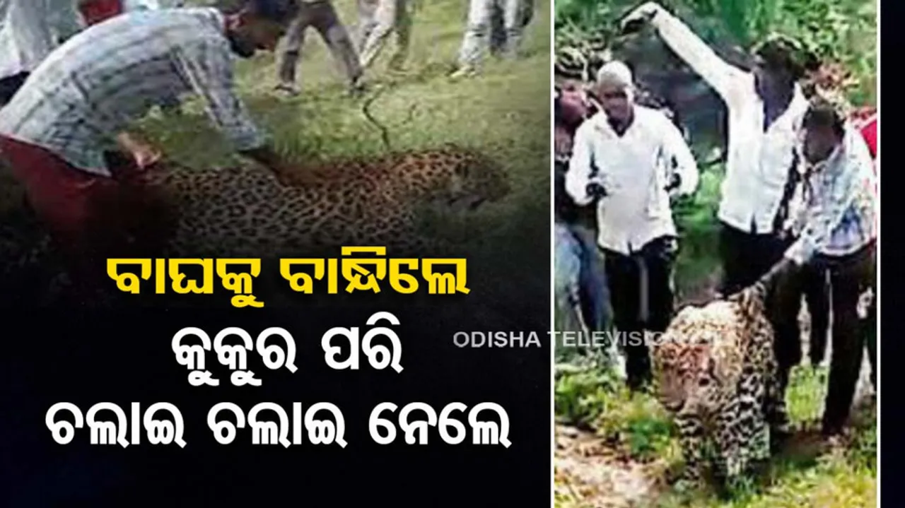 Ailing and weak leopard abused by MP villagers