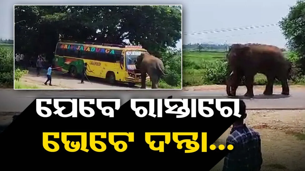 Crowd baffled on sight of wild elephant in Odisha’s Rayagada