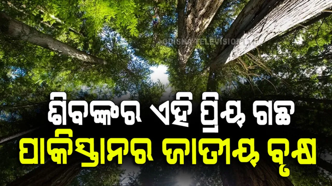 pakistan national tree devdar which is very holy in india