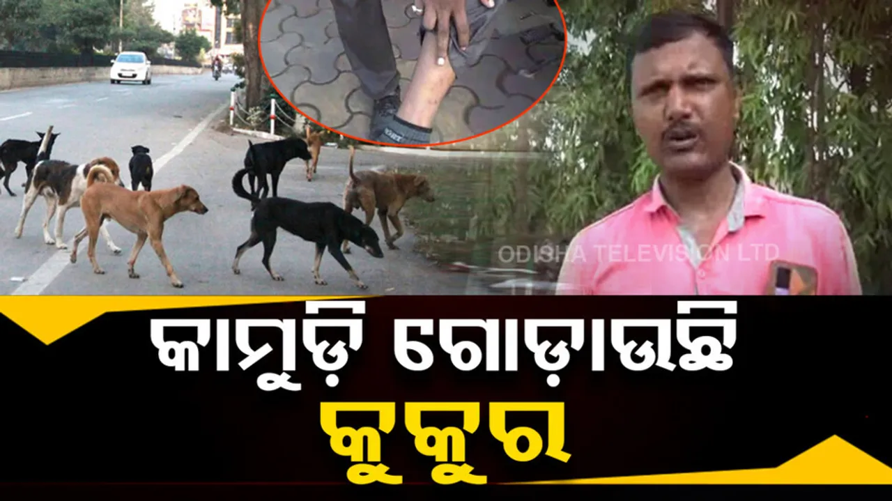 Panic grips over increase in number of dog bitten cases in Paradip