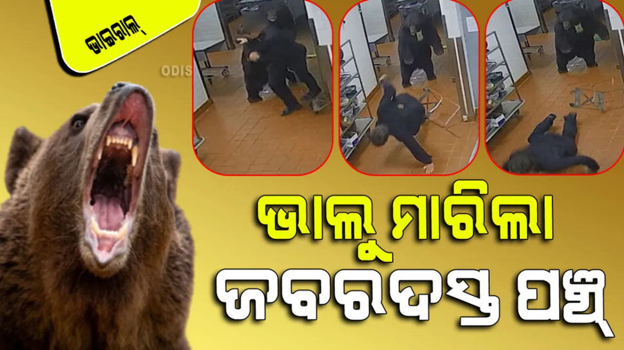 bear attacks security guard inside resort