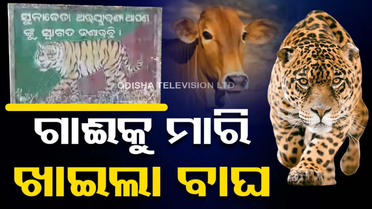 tiger killed cow