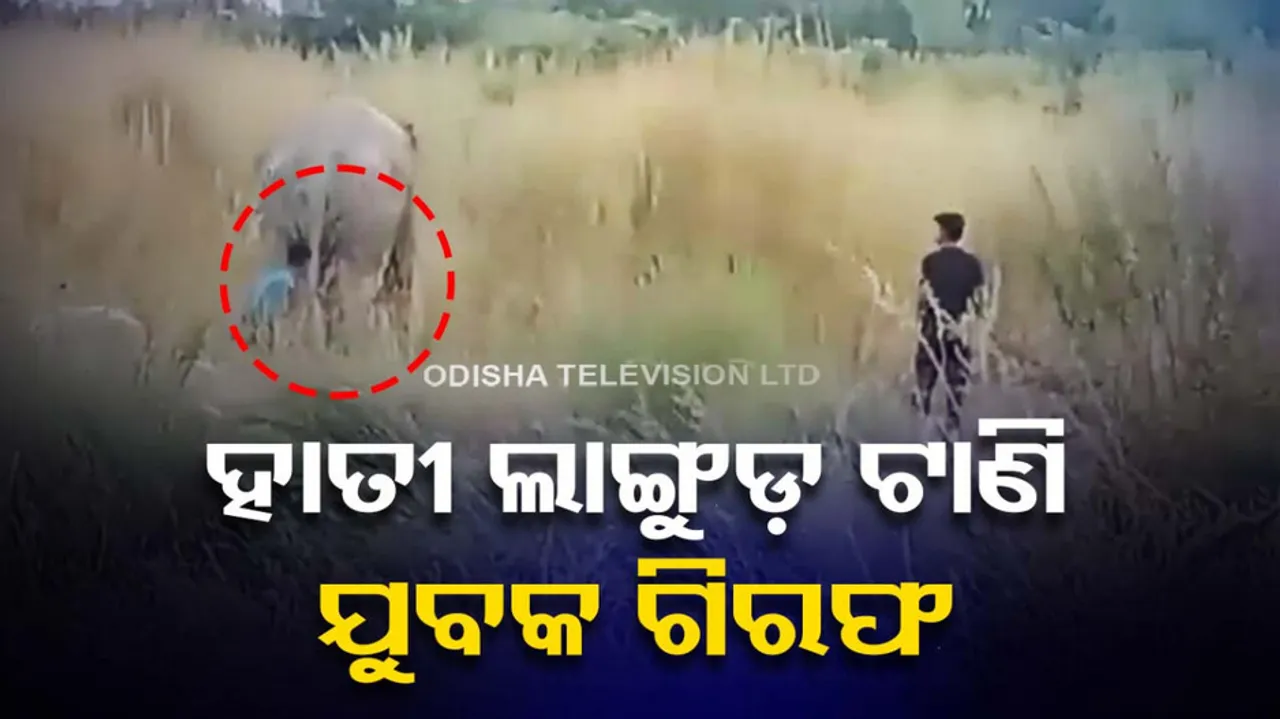 The youth was arrested by pulling the elephant's tail