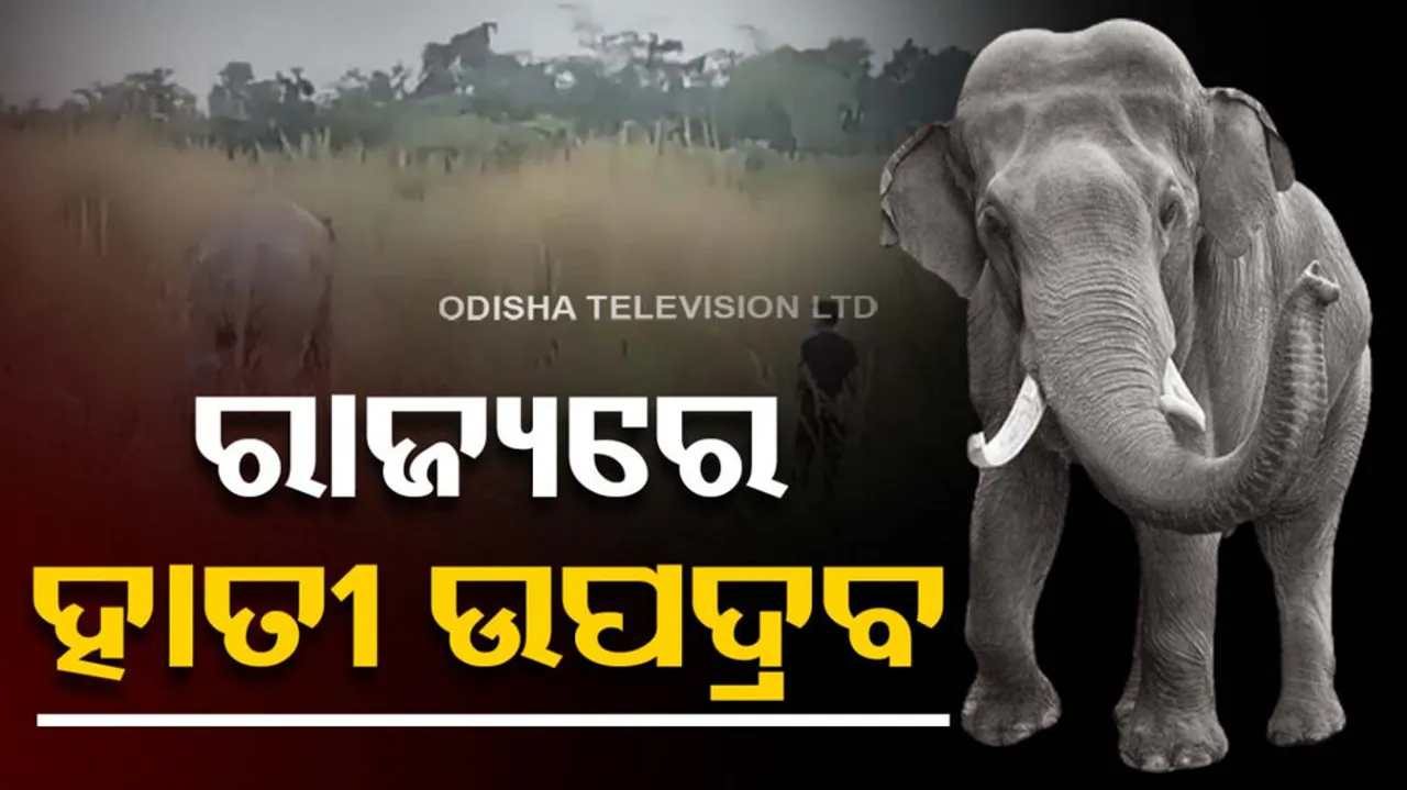 Elephant oppression in state