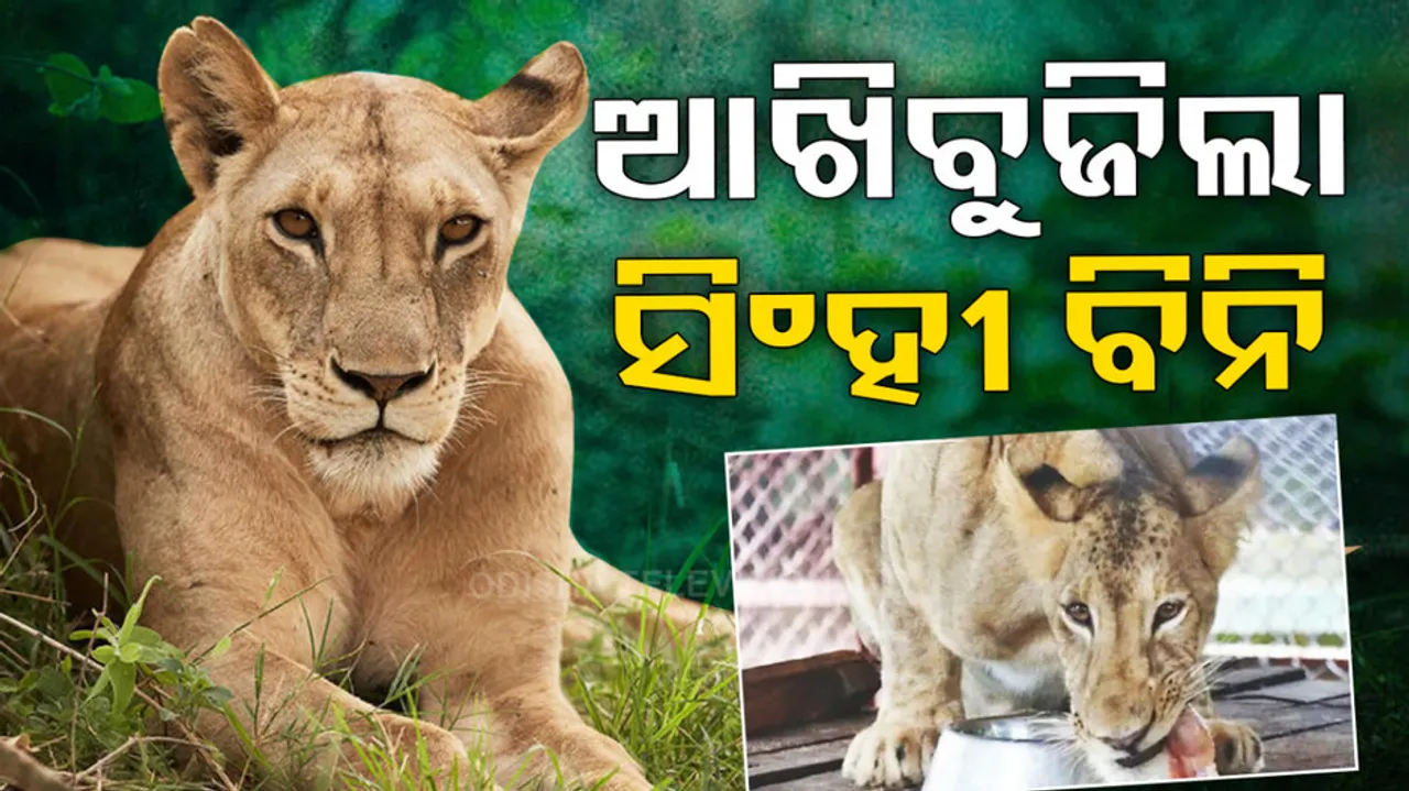 Nandankanan Zoo Lioness Bini Death