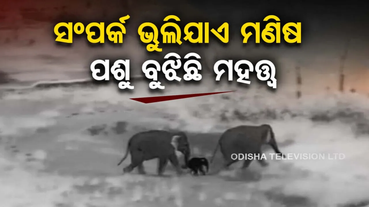 Forest officials, veterinary team arrive in Keojhar for treatment of baby elephant