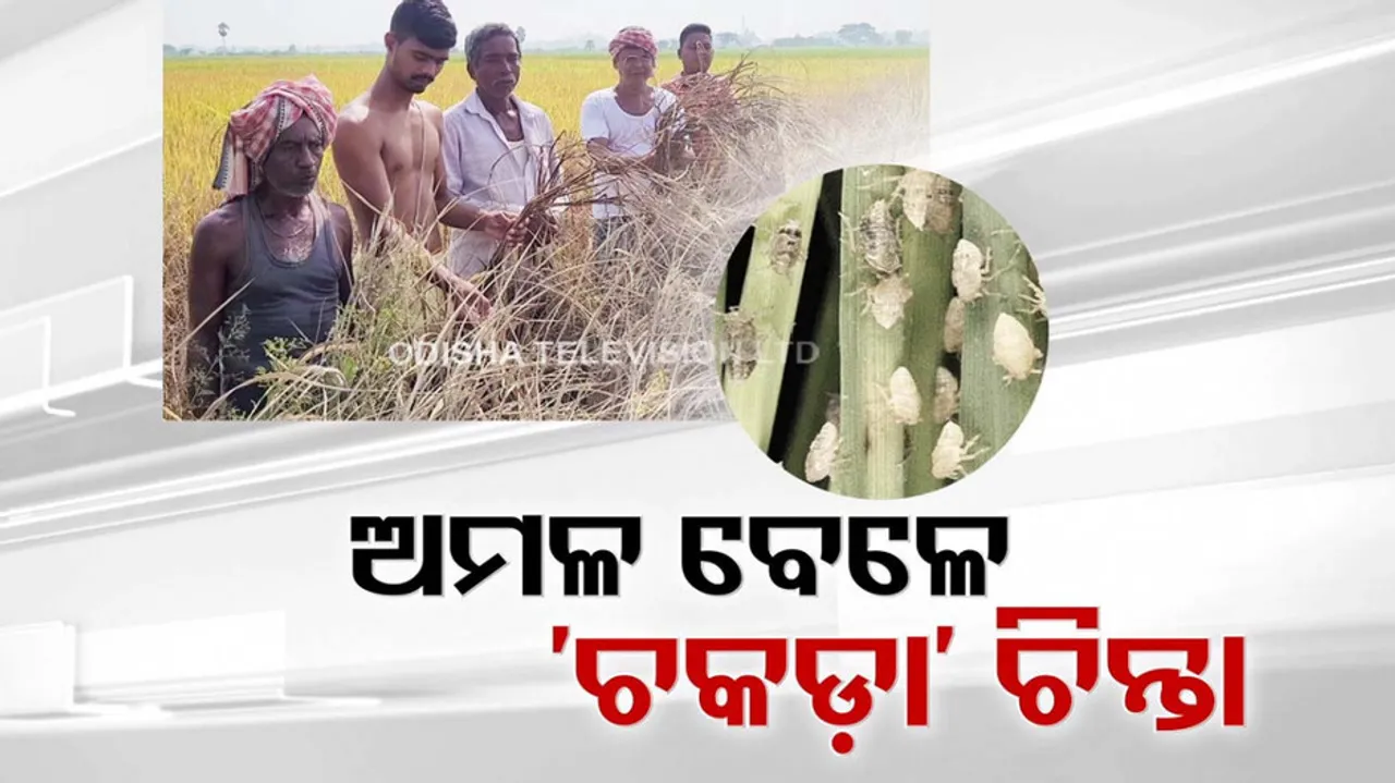 Swarm of locust destroys standing crops in Odisha