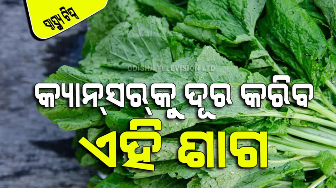consume mustard leaf in winter beneficial in cancer and asthma