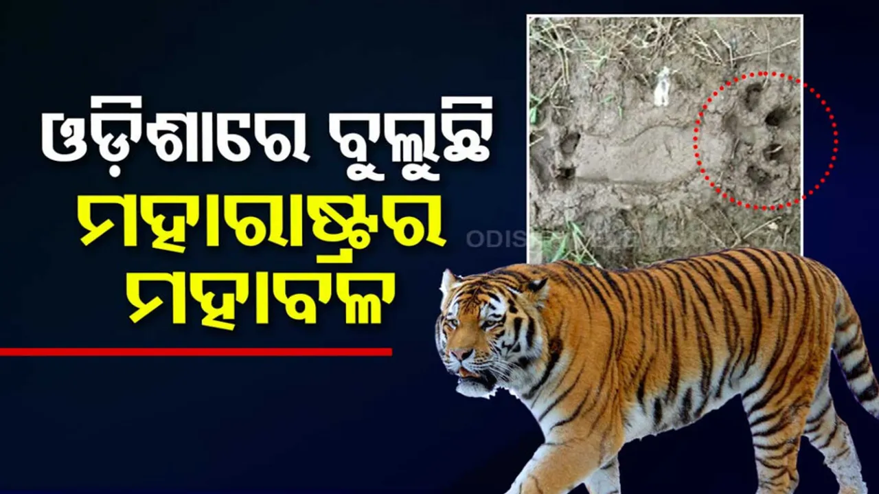 Tiger travels across four States seeking a ‘home’