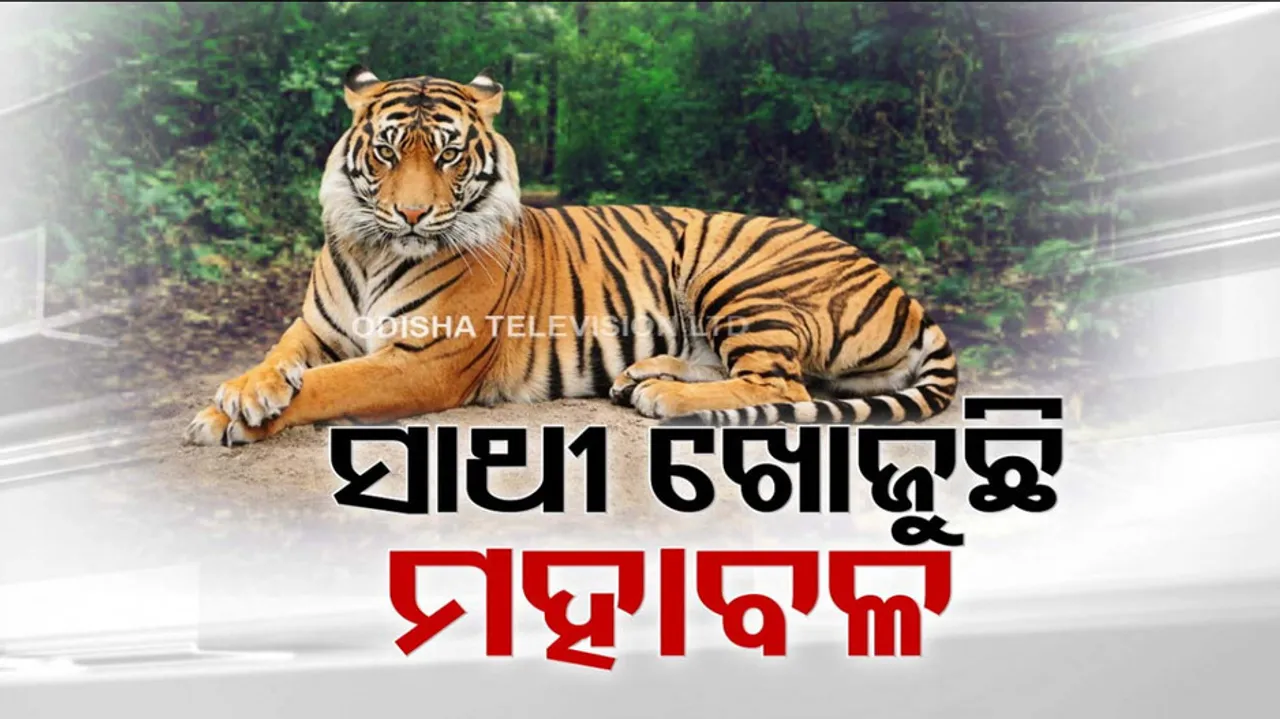 Tiger is looking for a partner