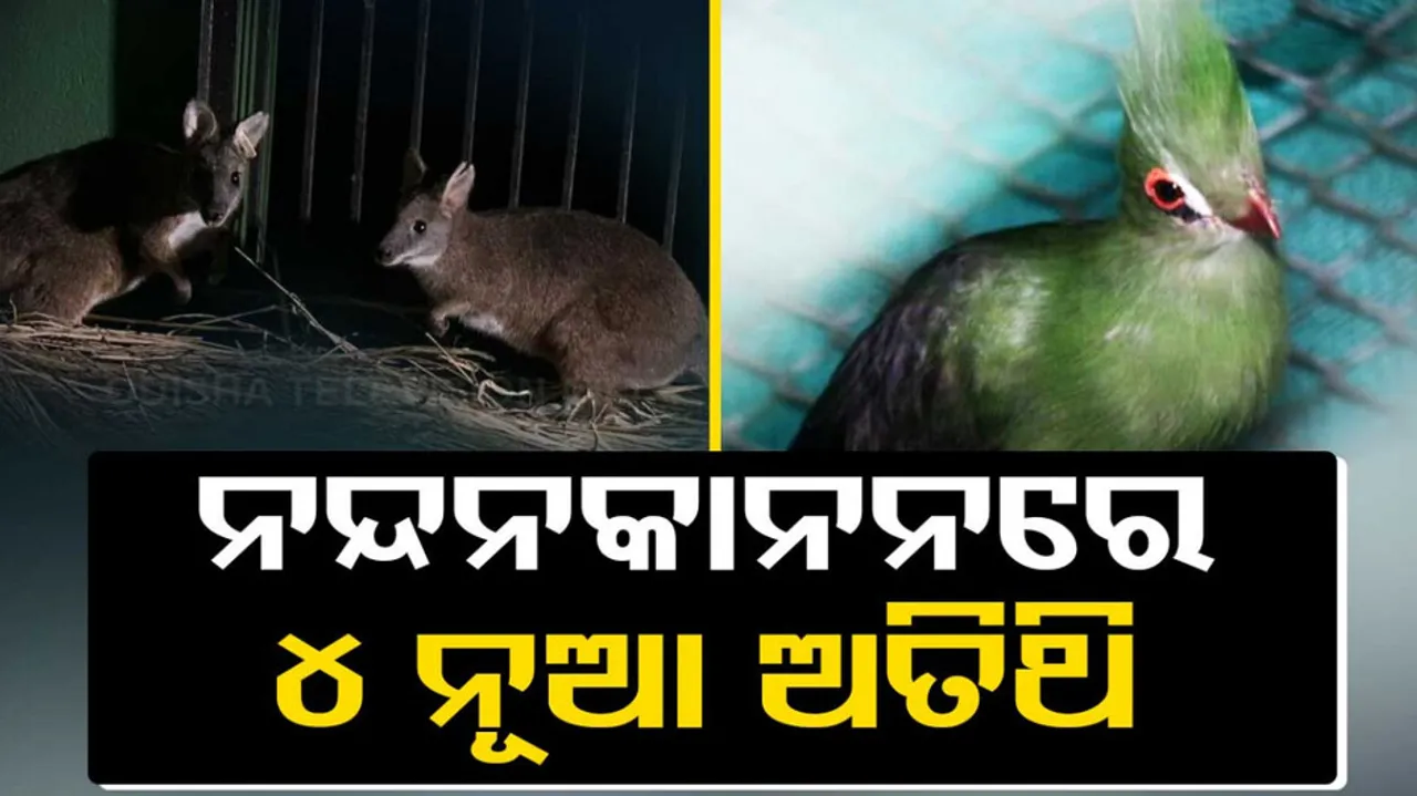 Wallaby, Livingstone Turaco