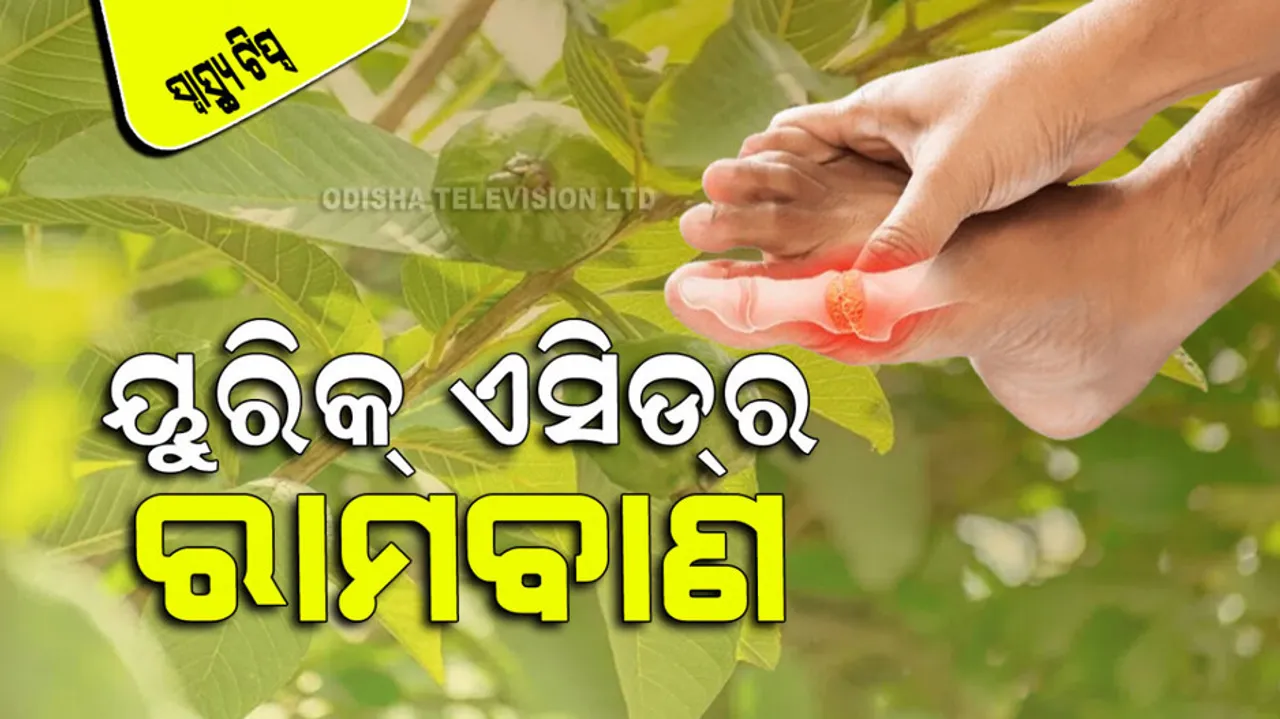 guava leaf controls uric acid and consume cholesterol
