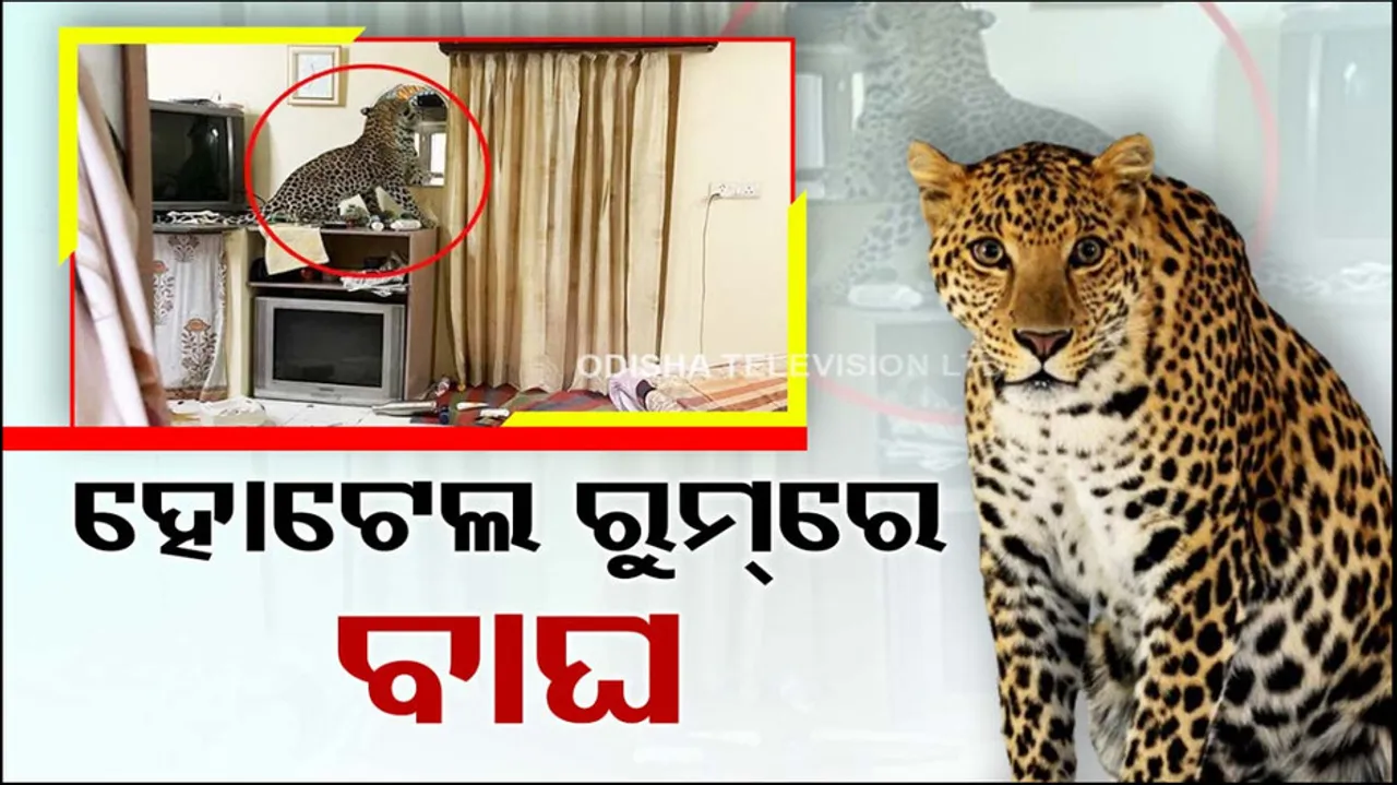 Leopard In Jeypore Hotel
