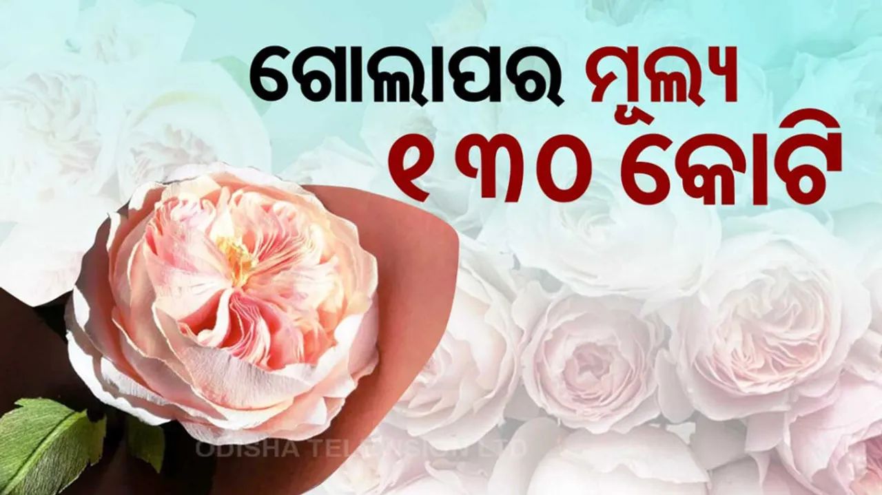 Rose Day 2024