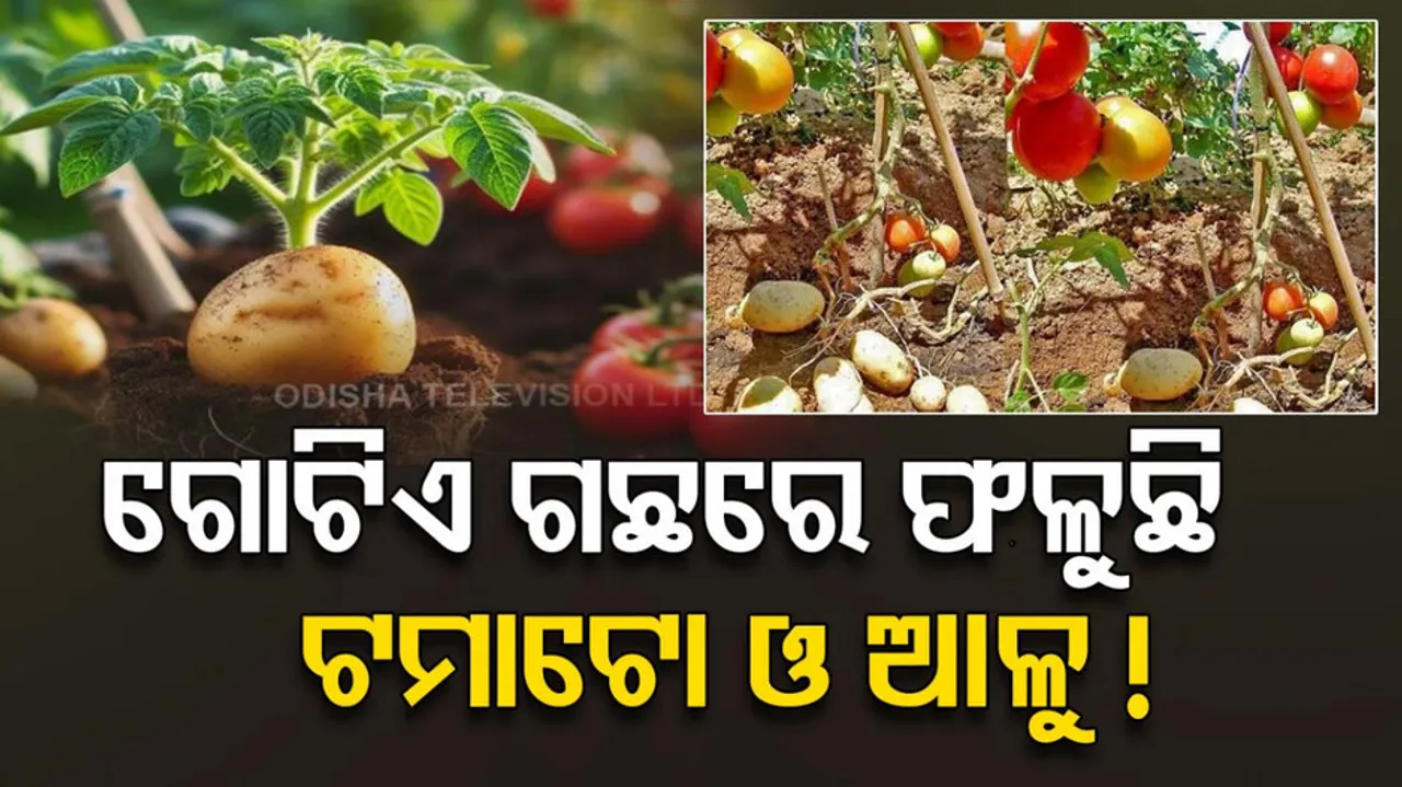 Potatoes And Tomatoes On One Plant