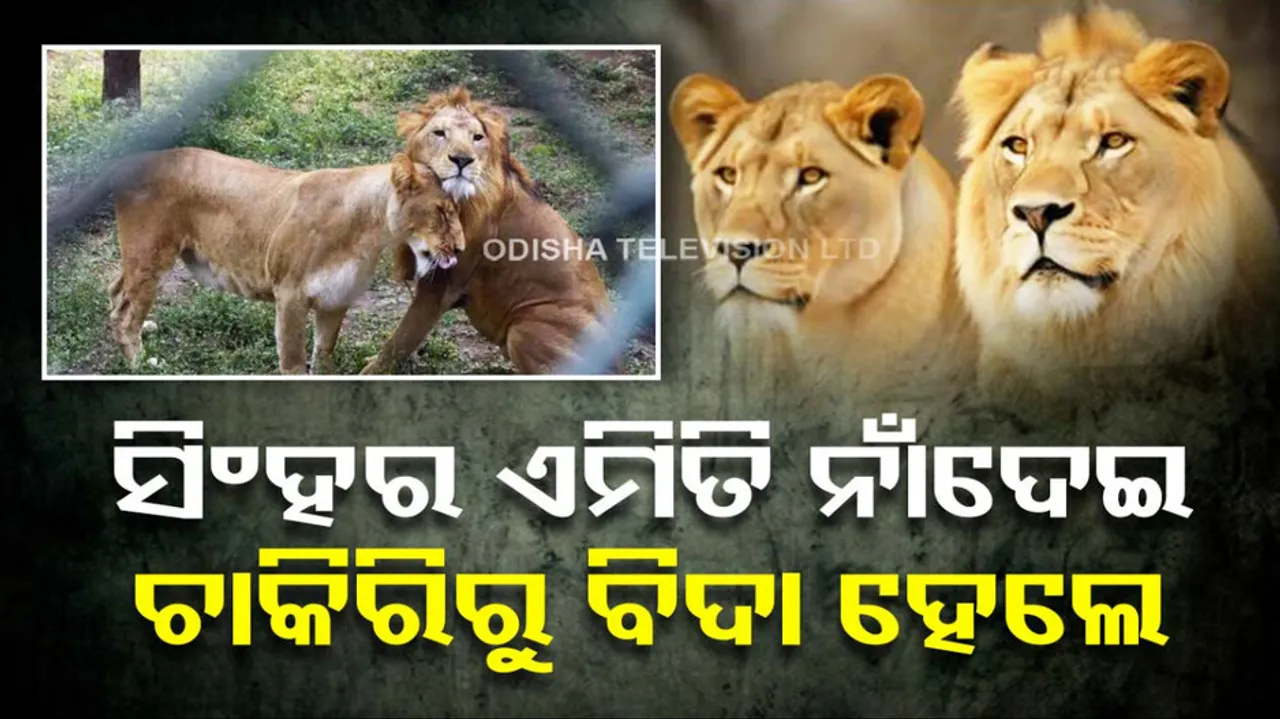 forest officer suspended for naming lion Akbar-Sita