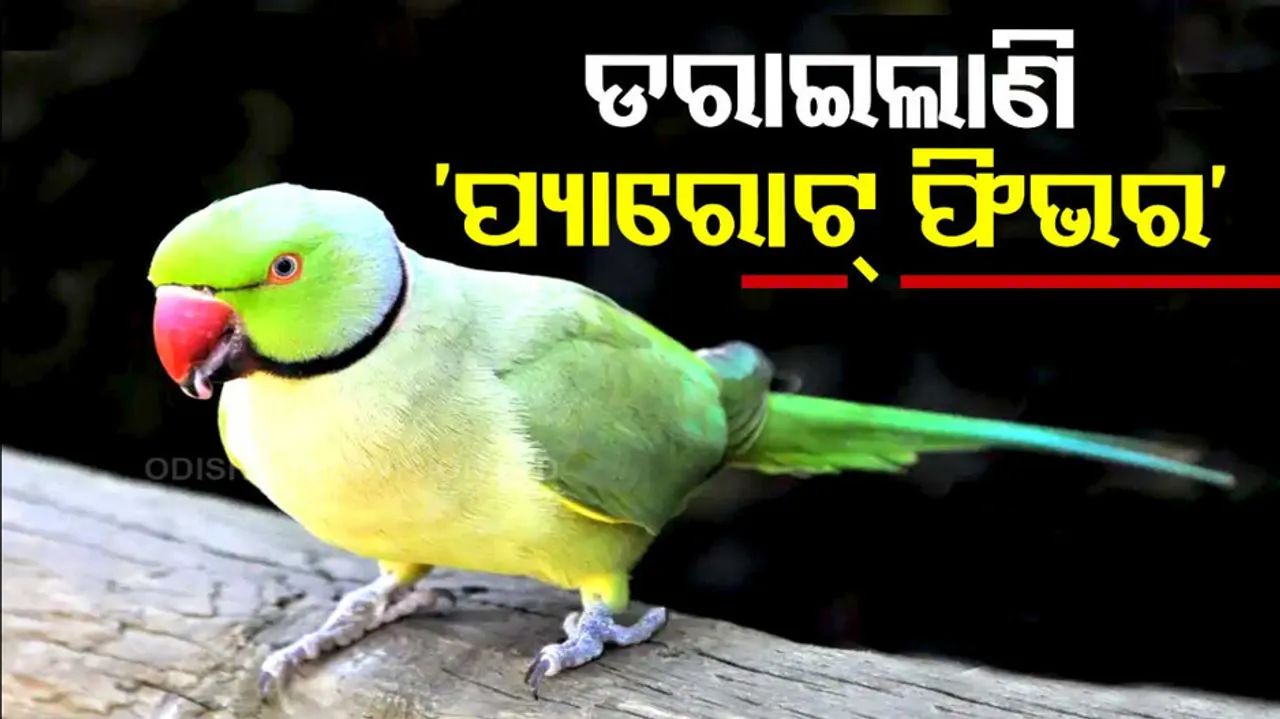 Parrot Fever Outbreak In Europe