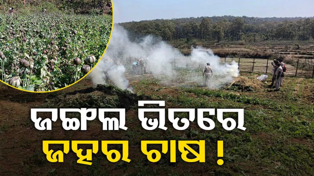 Opium Cultivation In Simlipal National Park