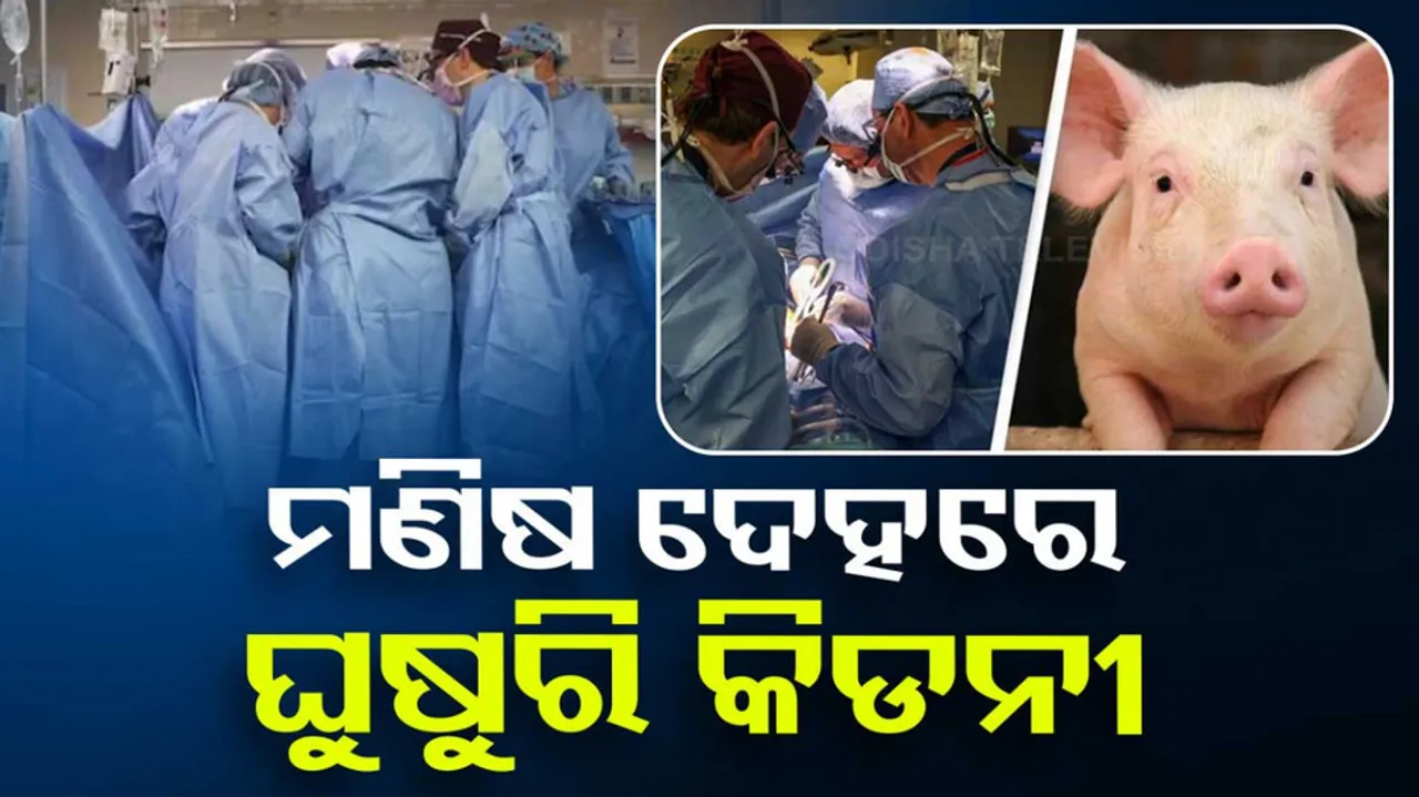 Pig Kidney Transplanted Into a Man