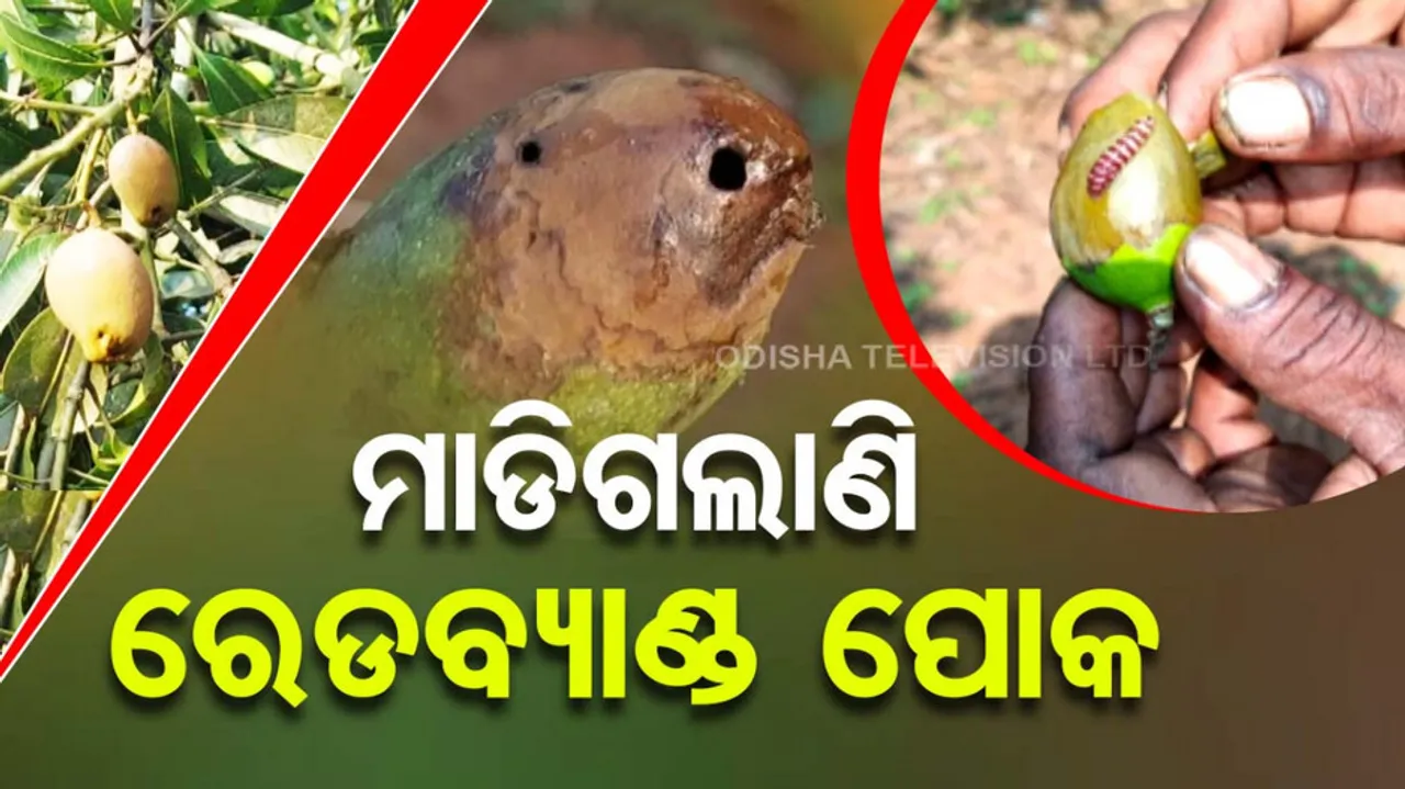 Redband Insect in mango